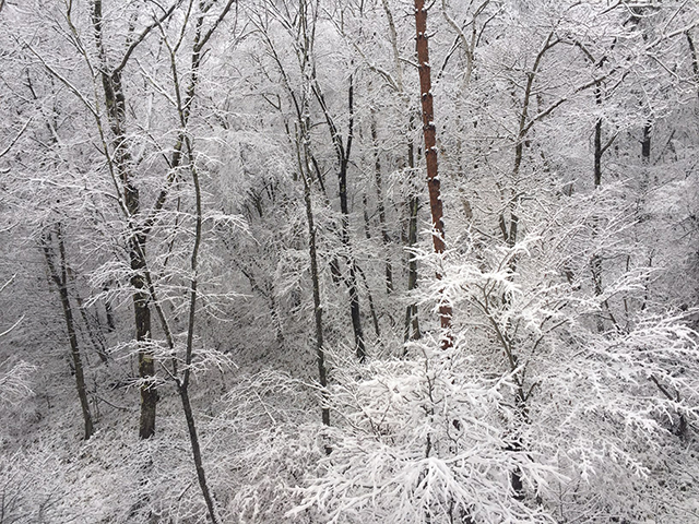 生長の家“森の中のオフィス”の森の雪景色（１月24日撮影）
