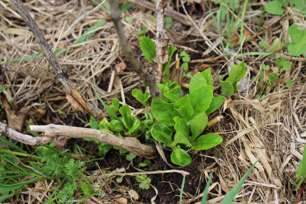写真１アジサイ