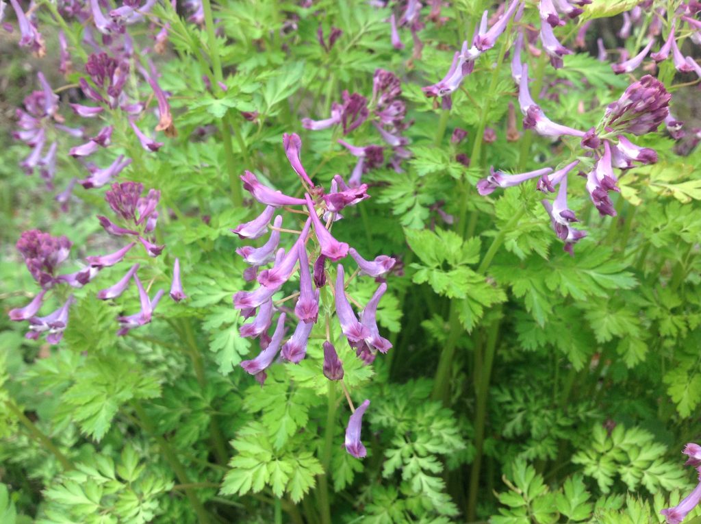 写真３ムラサキケマン