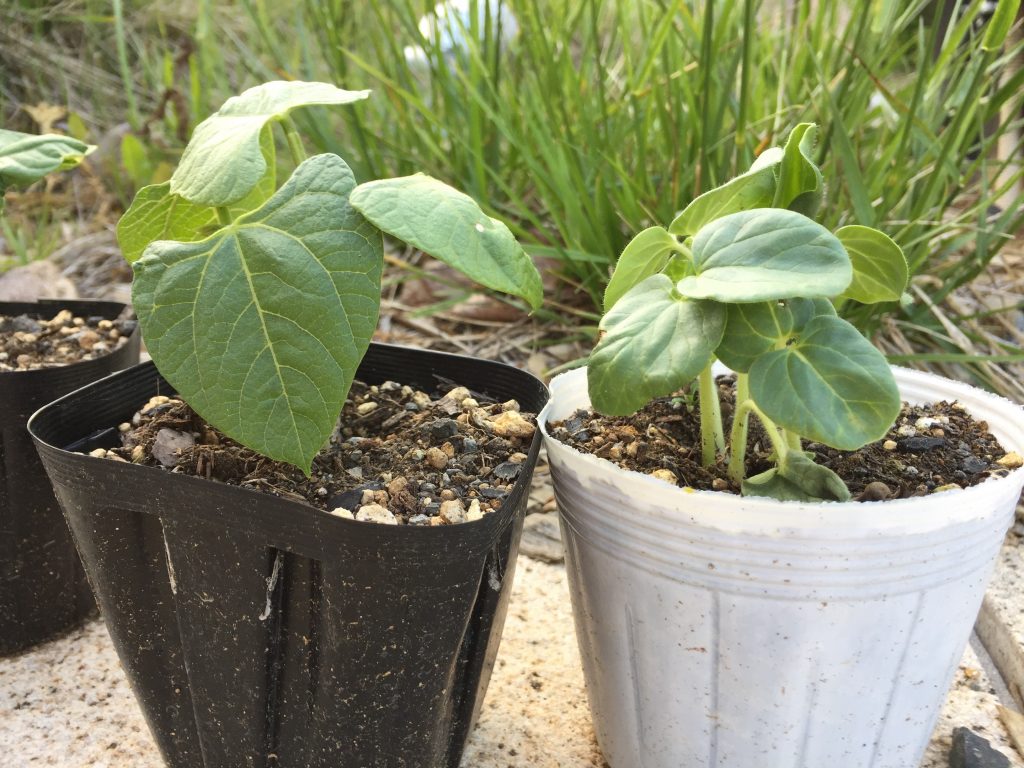 ファイル 2017-06-02 11 48 39