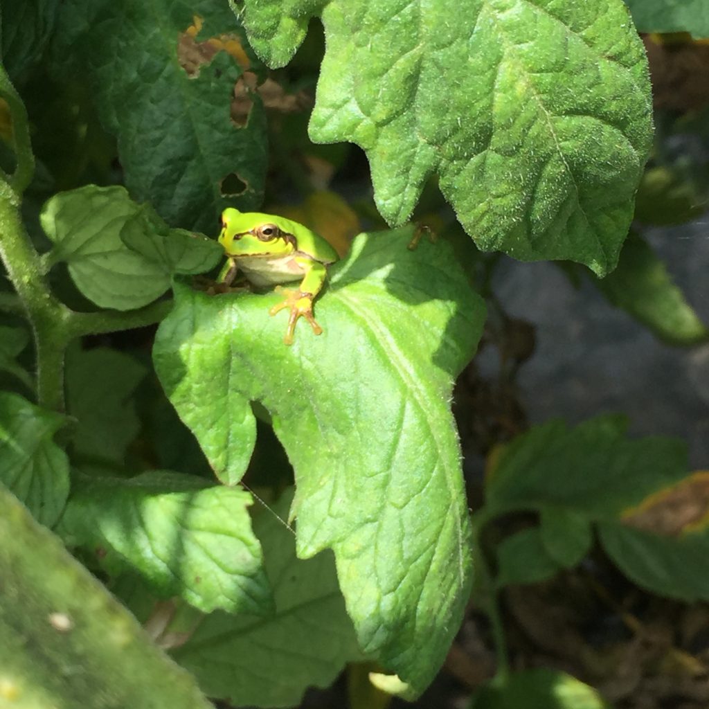 写真 2017-08-11 10 39 41