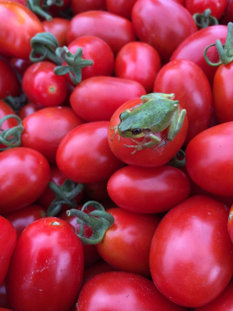 ファイル 2017-09-08 13 34 23