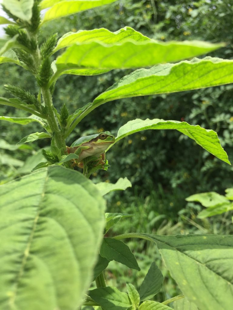 ファイル 2017-09-08 13 46 43