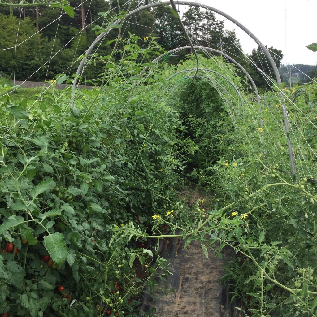 写真 2017-08-11 11 16 32