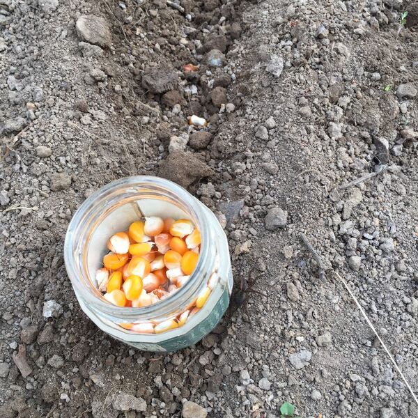 写真2017-05-11173039_preview