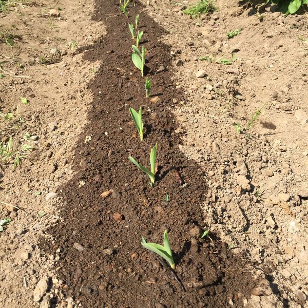 写真2017-05-2183619_preview