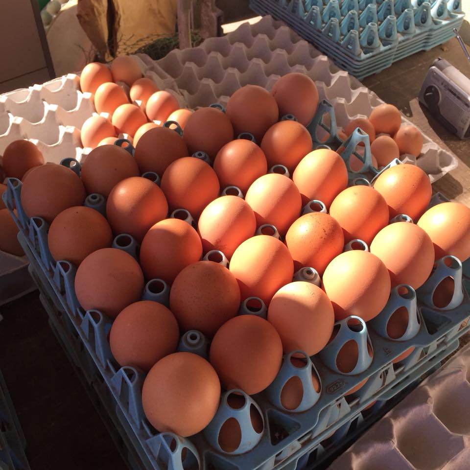 27857788_10213953059234836_643469034366771757_n