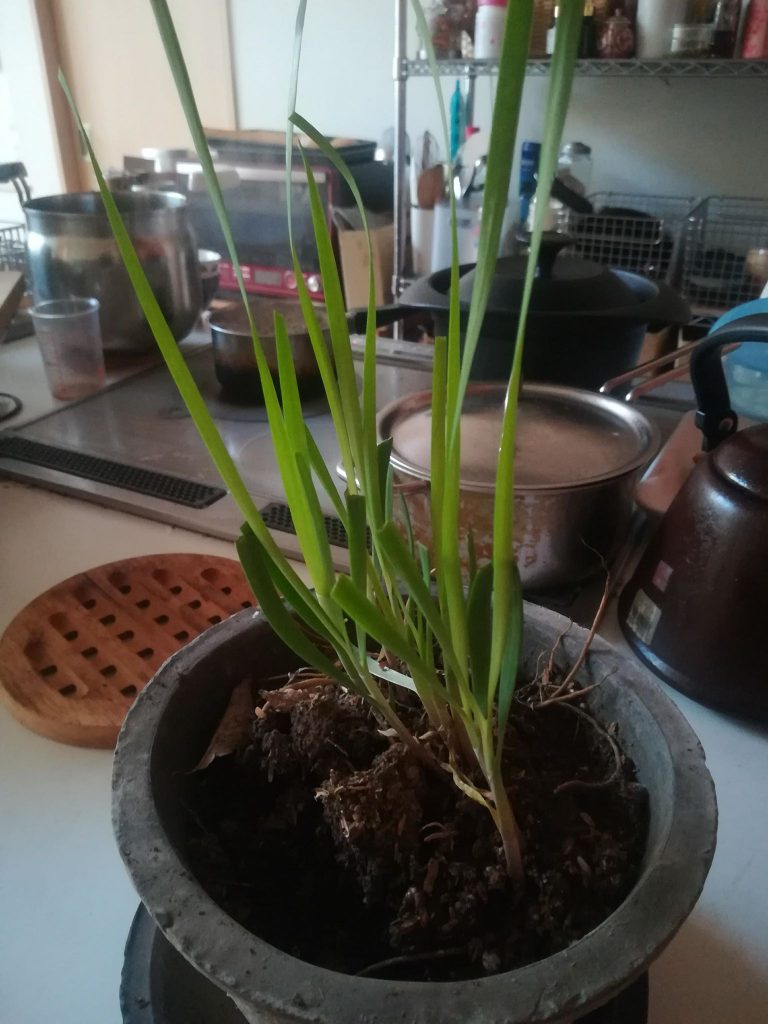 31123809_1463737780403149_2447775838507106304_n